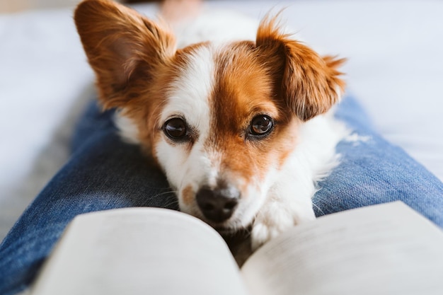 Portrait en gros plan d'un chien à la maison