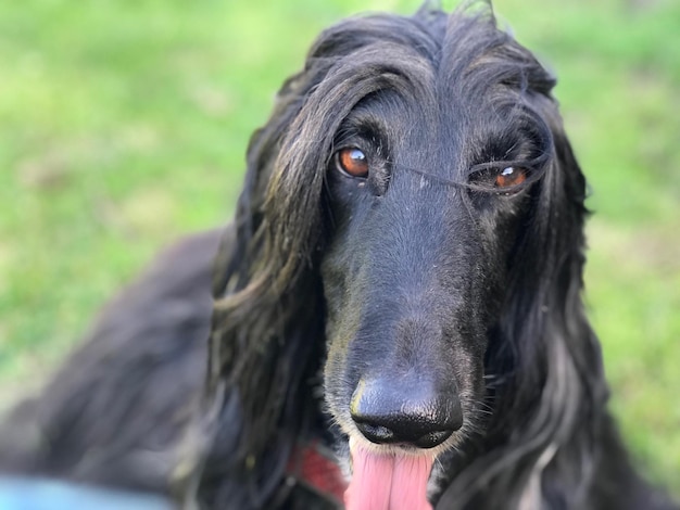 Photo portrait en gros plan d'un chien noir