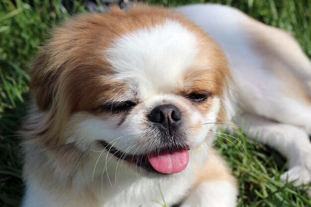 Portrait en gros plan d'un chien pékinèse dans la nature