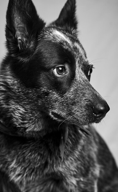 Photo portrait en gros plan d'un chien qui détourne le regard