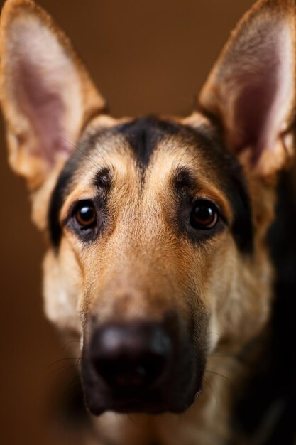 Photo portrait en gros plan d'un chien qui regarde la caméra