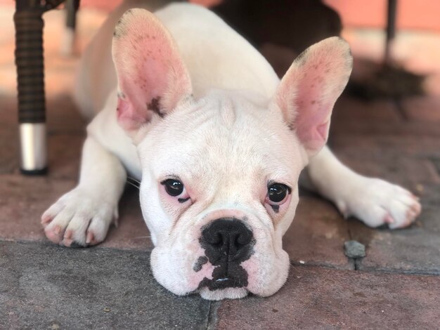 Photo portrait en gros plan d'un chien qui se détend à l'extérieur