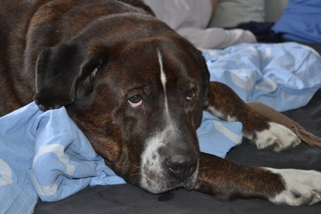 Photo portrait en gros plan d'un chien qui se détend sur un lit