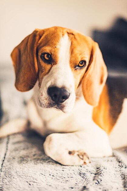 Portrait en gros plan d'un chien qui se détend sur le sol