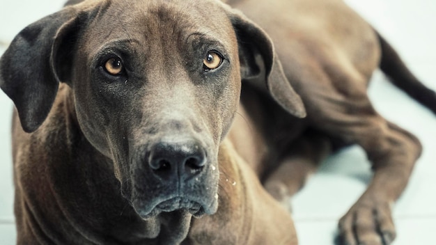 Portrait en gros plan d'un chien qui se détend