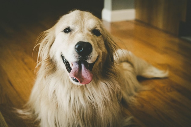 Portrait en gros plan d'un chien qui sort sa langue à la maison