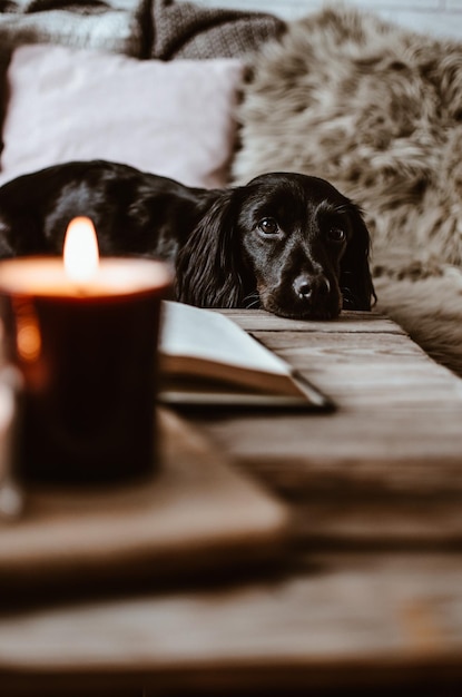 Portrait en gros plan d'un chien reposant contre une bougie éclairée