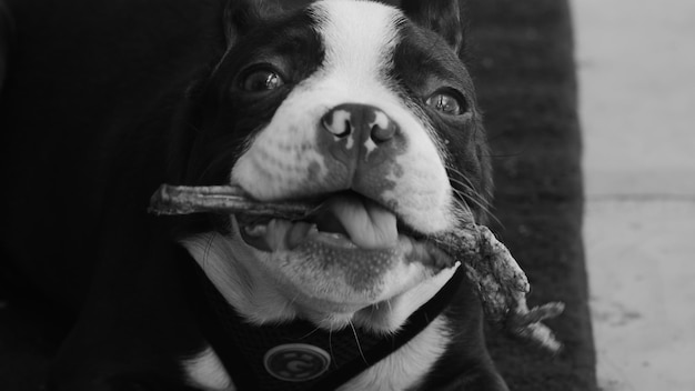Portrait en gros plan d'un chien tenant un os dans la bouche