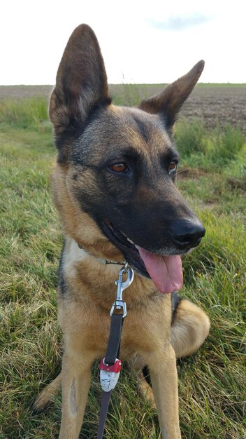 Portrait en gros plan d'un chien sur le terrain