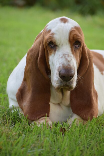 Photo portrait en gros plan d'un chien sur le terrain