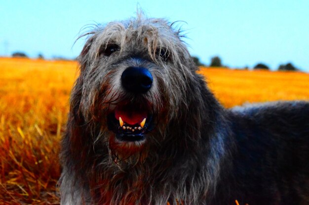 Photo portrait en gros plan d'un chien sur le terrain