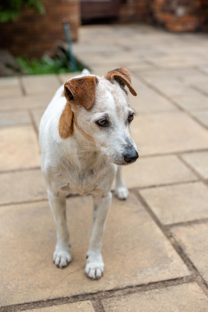 Portrait en gros plan d'un chien terrier âgé