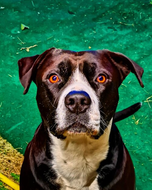 Photo portrait en gros plan d'un chien