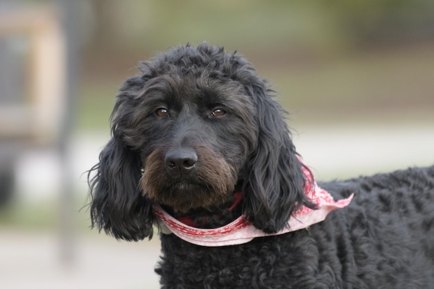 Photo portrait en gros plan d'un chien