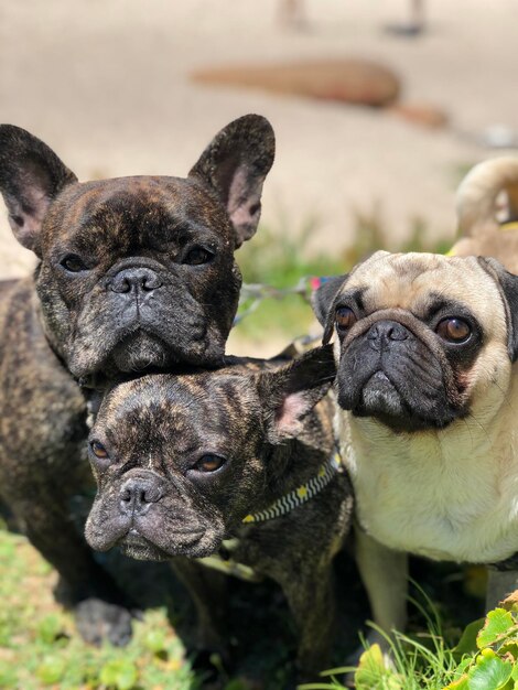 Photo portrait en gros plan d'un chien