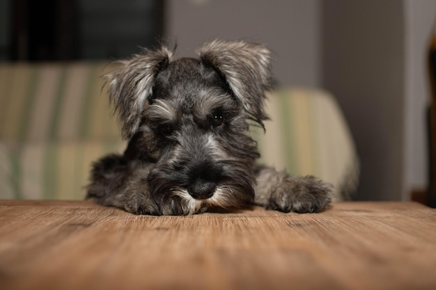 Portrait en gros plan d'un chien