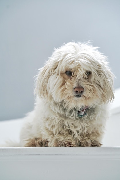 Photo portrait en gros plan d'un chien