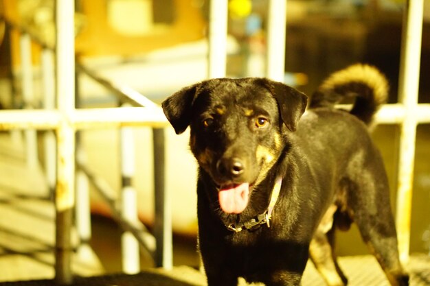 Photo portrait en gros plan d'un chien