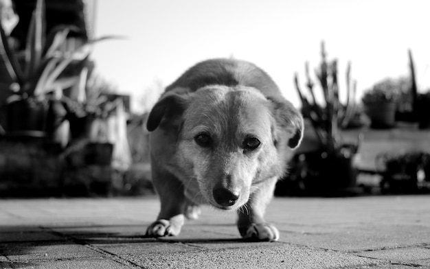 Photo portrait en gros plan d'un chien