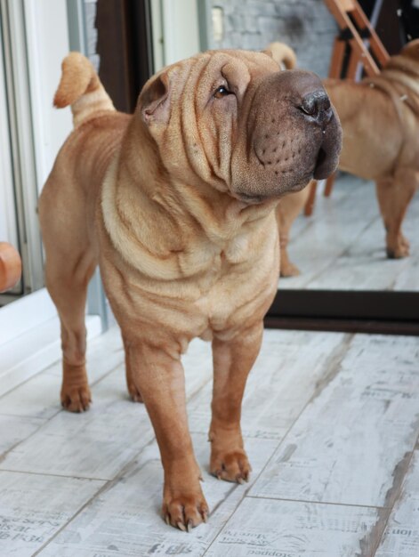 Photo portrait en gros plan d'un chien