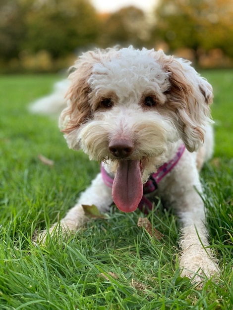 Portrait en gros plan d'un chien