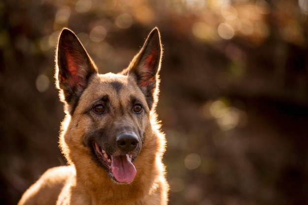 Portrait en gros plan d'un chien