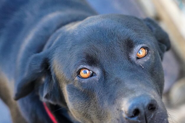 Photo portrait en gros plan d'un chien