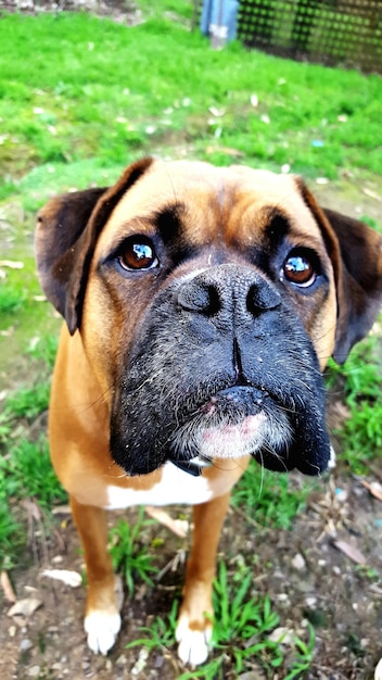 Photo portrait en gros plan d'un chien