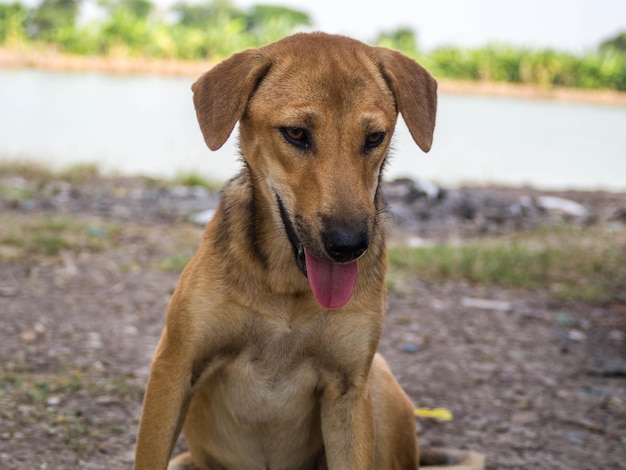 Portrait en gros plan d'un chien