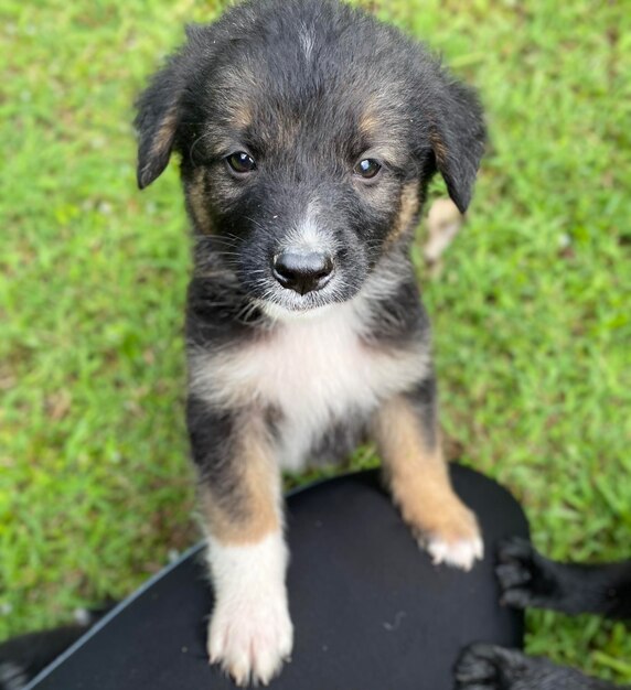 Photo portrait en gros plan d'un chien