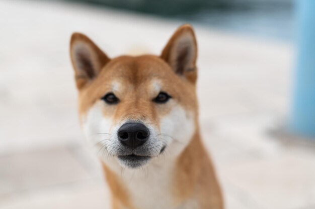 Portrait en gros plan d'un chien