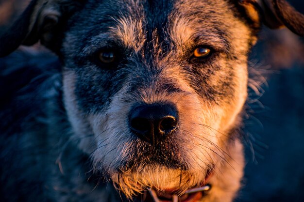 Photo portrait en gros plan d'un chien