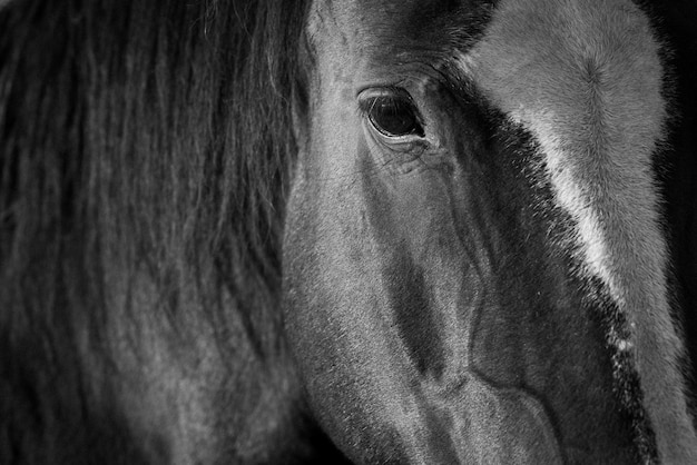 Photo portrait en gros plan d'un chien