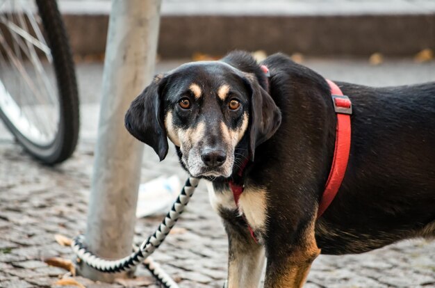 Photo portrait en gros plan d'un chien