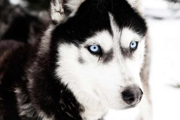 Photo portrait en gros plan d'un chien