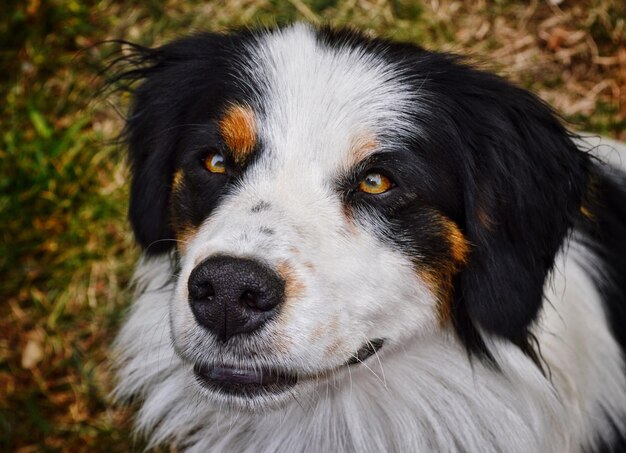 Photo portrait en gros plan d'un chien