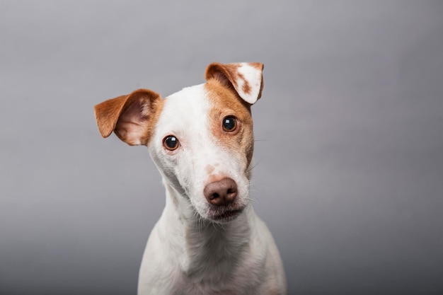 Portrait en gros plan d'un chien