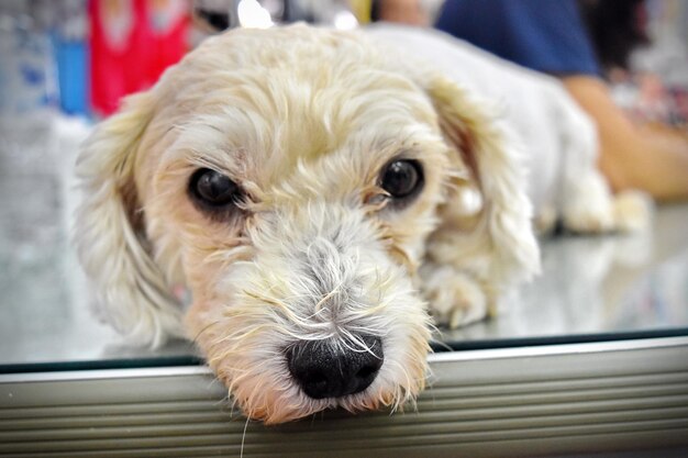 Portrait en gros plan d'un chien