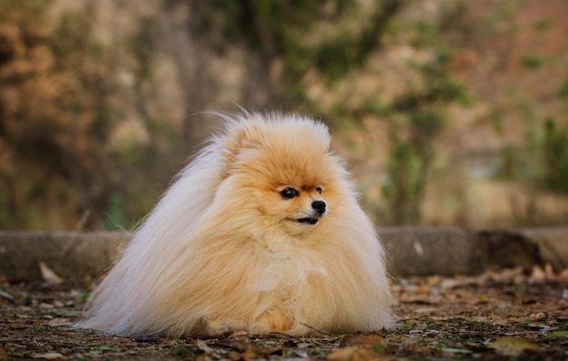 Portrait en gros plan d'un chien