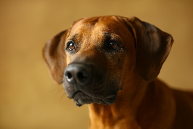 Portrait en gros plan d'un chien