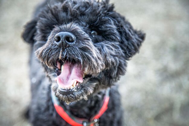 Portrait en gros plan d'un chien