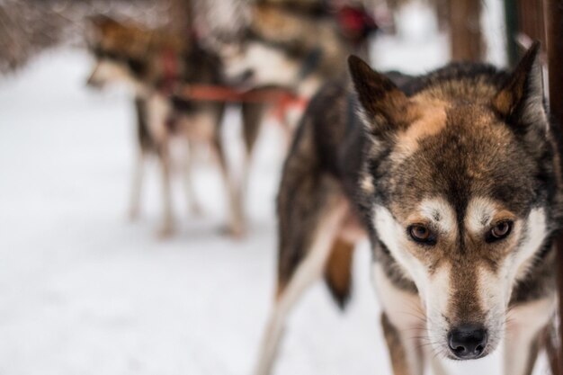 Photo portrait en gros plan d'un chien