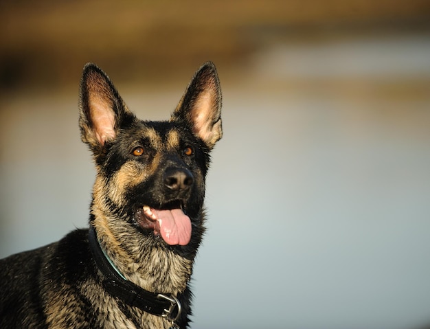Portrait en gros plan d'un chien