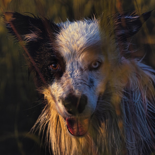 Portrait en gros plan d'un chien