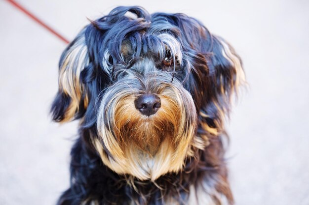 Photo portrait en gros plan d'un chien