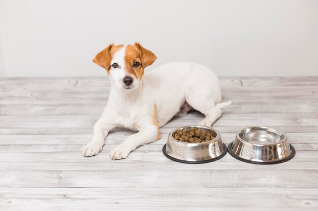 Portrait en gros plan d'un chien