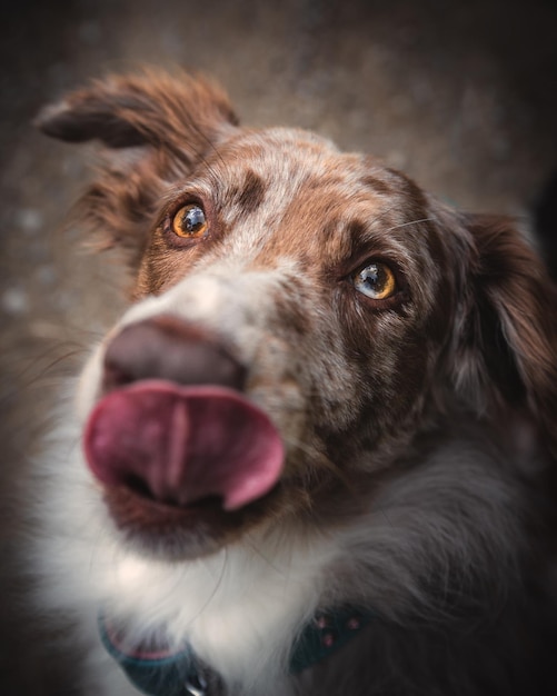 Portrait en gros plan d'un chien