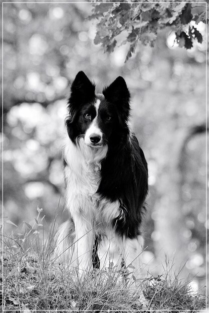 Photo portrait en gros plan d'un chien