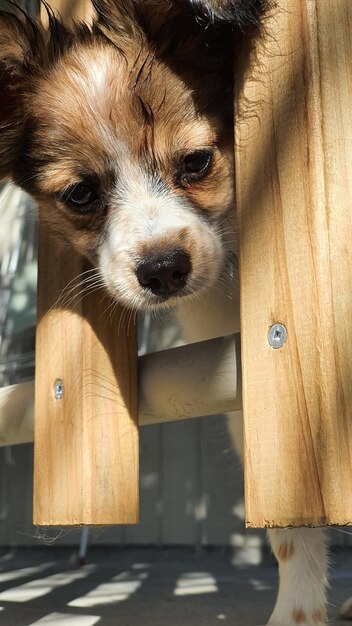 Portrait en gros plan d'un chien