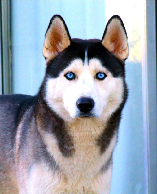 Photo portrait en gros plan d'un chien